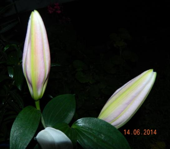 Name:  Kopyas Resim 315.jpg
Views: 1199
Size:  20.7 KB