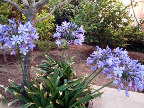 Name:  Agapanthus .jpg
Views: 1082
Size:  68.1 KB