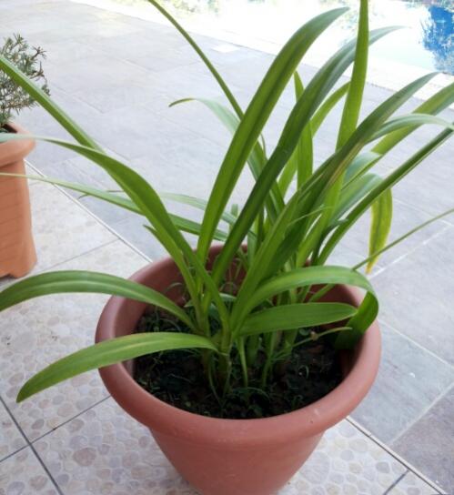 Name:  Spider lily.jpg
Views: 1006
Size:  39.0 KB
