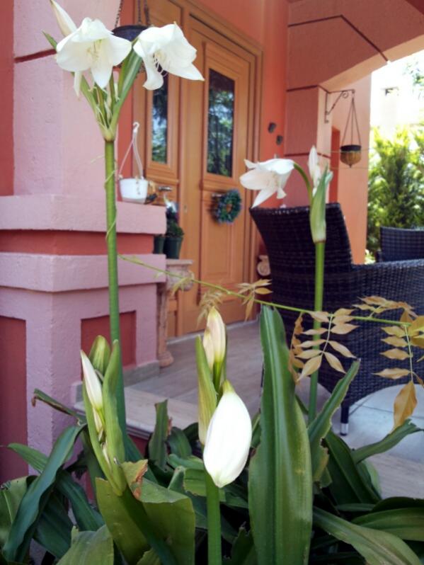 Name:  Crinum lily 2014.jpg
Views: 3528
Size:  61.6 KB