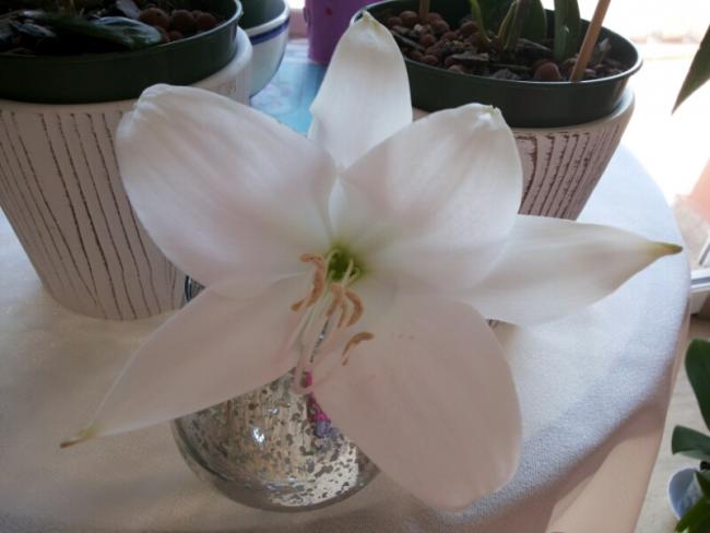 Name:  Crinum flower .jpg
Views: 2476
Size:  30.2 KB