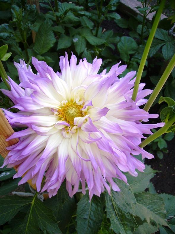 Name:  1 lila - beyaz.jpg
Views: 1211
Size:  73.1 KB