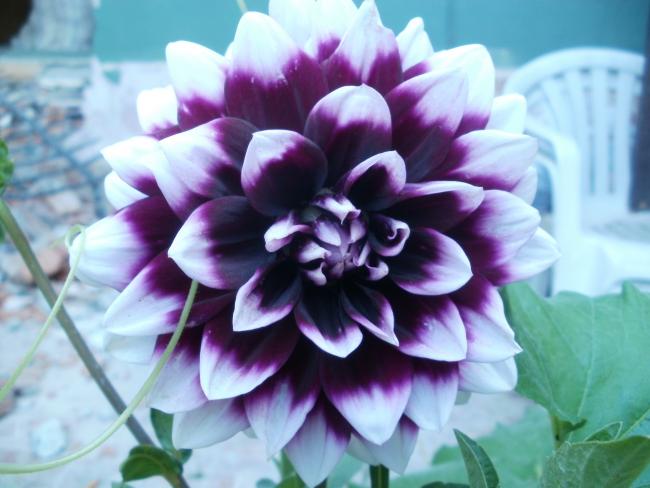 Name:  P1010165a.jpg
Views: 1042
Size:  41.0 KB