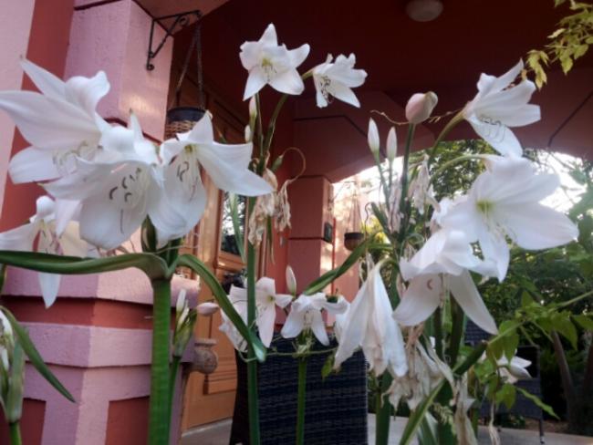 Name:  Giant lily - Crinum.jpg
Views: 2774
Size:  46.3 KB