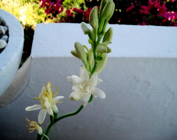 Name:  IMG_5795.jpg
Views: 561
Size:  30.9 KB