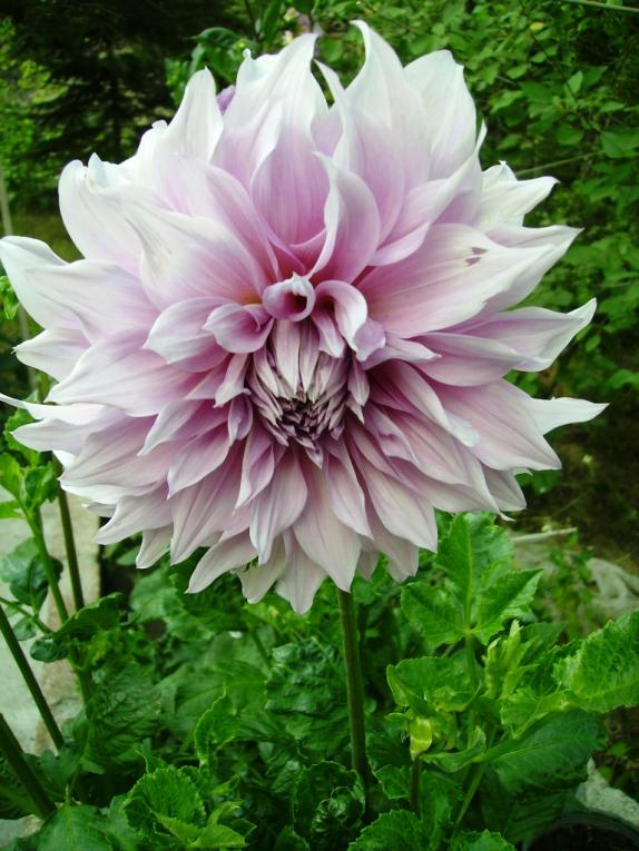 Name:  NTERBLUE.jpg
Views: 975
Size:  74.2 KB