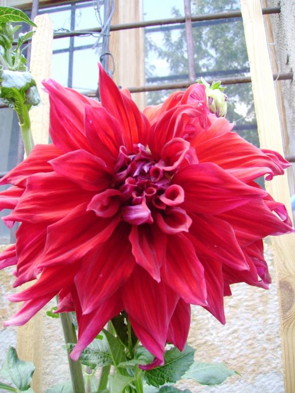Name:  KAYSER RED.jpg
Views: 973
Size:  73.5 KB