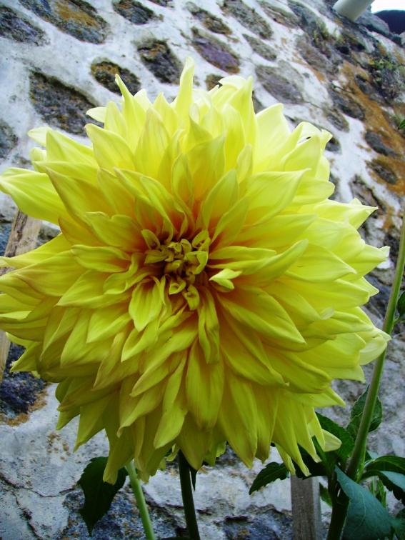 Name:  KULU YELLOW.jpg
Views: 1024
Size:  74.4 KB