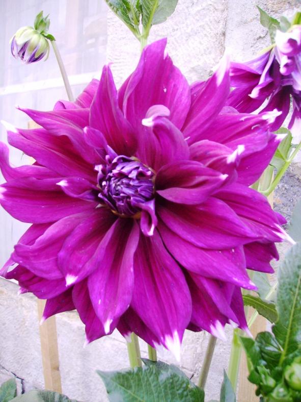Name:  AIK MOR.jpg
Views: 954
Size:  72.9 KB