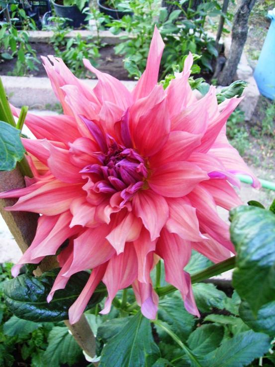 Name:  bella of barmera.jpg
Views: 1011
Size:  76.2 KB