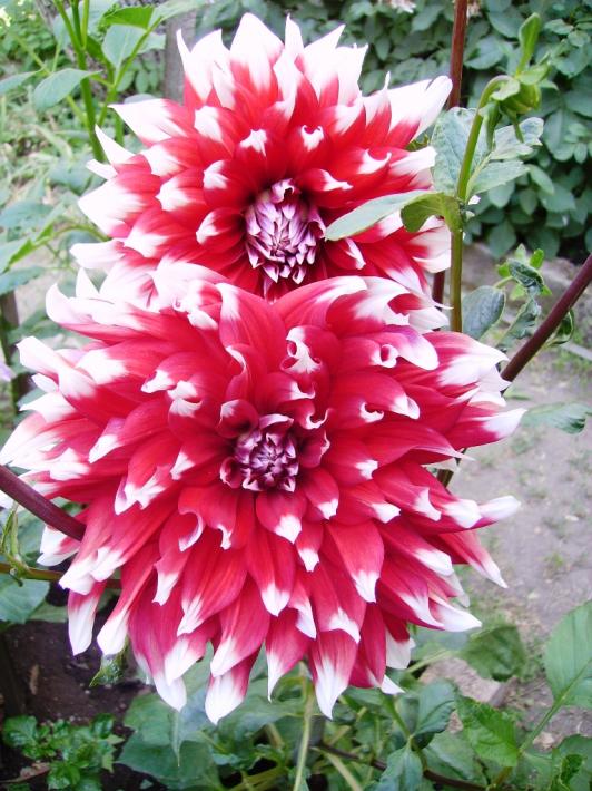 Name:  blithe spirit.jpg
Views: 967
Size:  77.7 KB