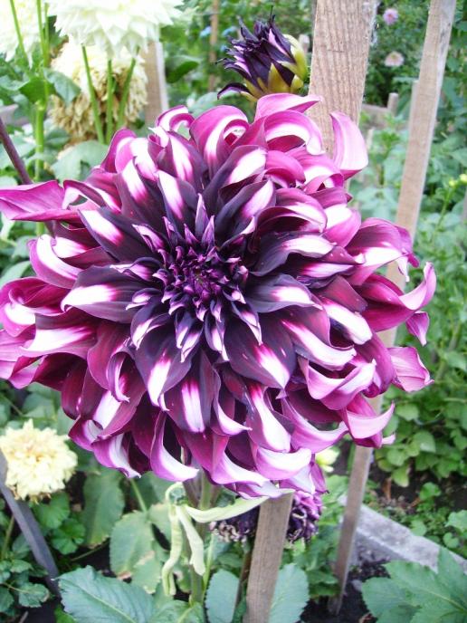 Name:  contraste.jpg
Views: 949
Size:  78.4 KB