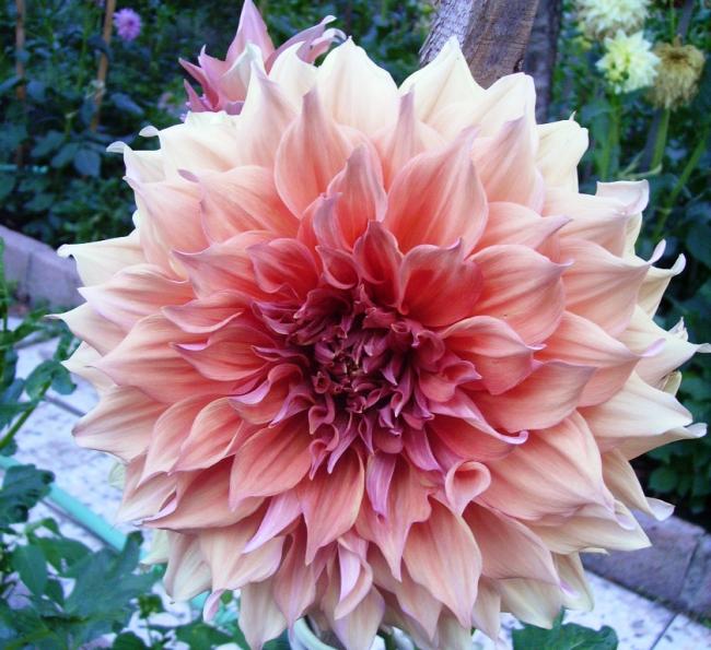 Name:  croydon masterpich.jpg
Views: 944
Size:  65.7 KB