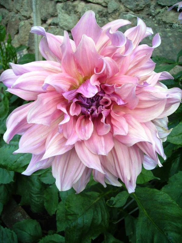 Name:  kayseri pink.jpg
Views: 945
Size:  72.2 KB