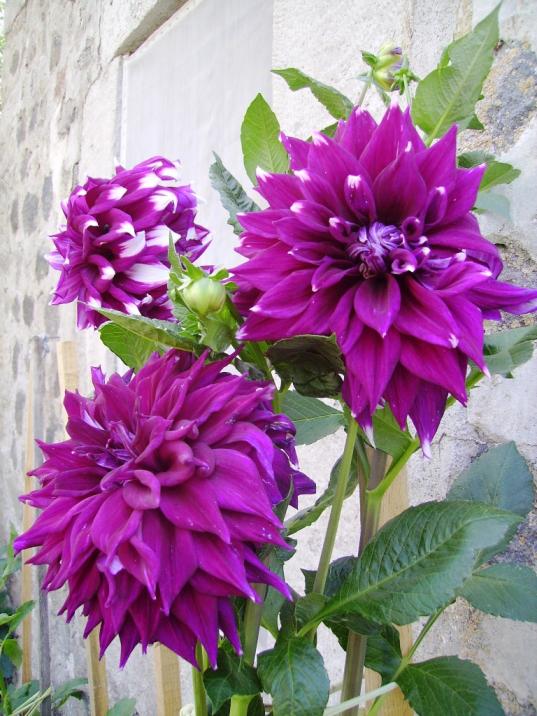 Name:  krll ak mor.jpg
Views: 916
Size:  75.0 KB