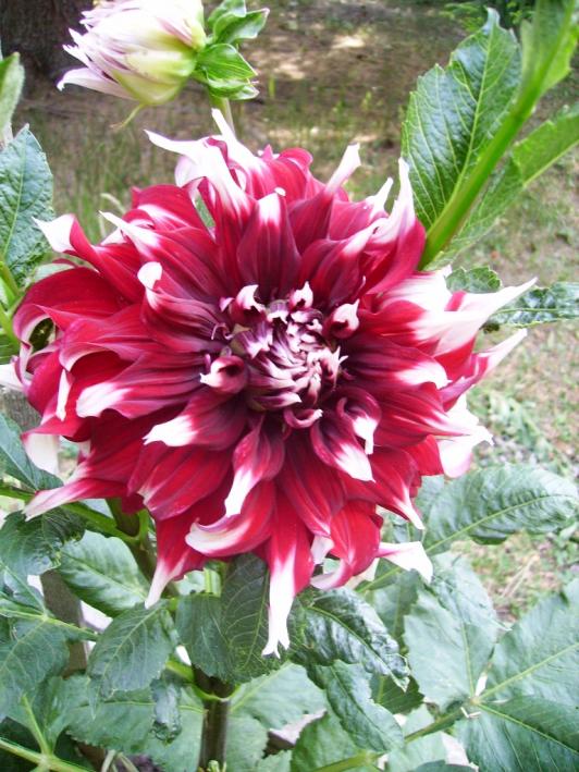 Name:  rozalin.jpg
Views: 938
Size:  77.1 KB