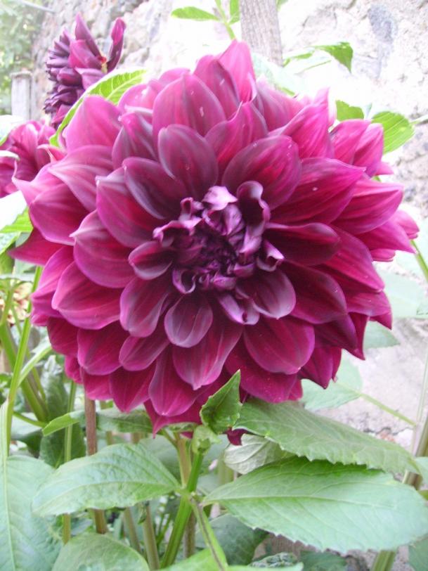 Name:  todra.jpg
Views: 932
Size:  72.4 KB