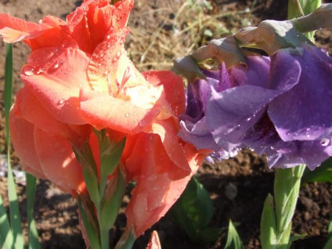 Name:  DSCF3996.jpg
Views: 961
Size:  46.9 KB
