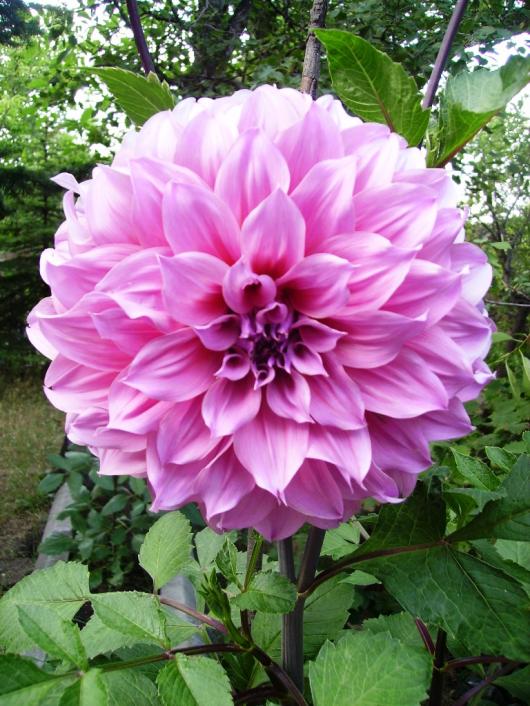 Name:  artur hampley dahlia.jpg
Views: 1033
Size:  77.1 KB