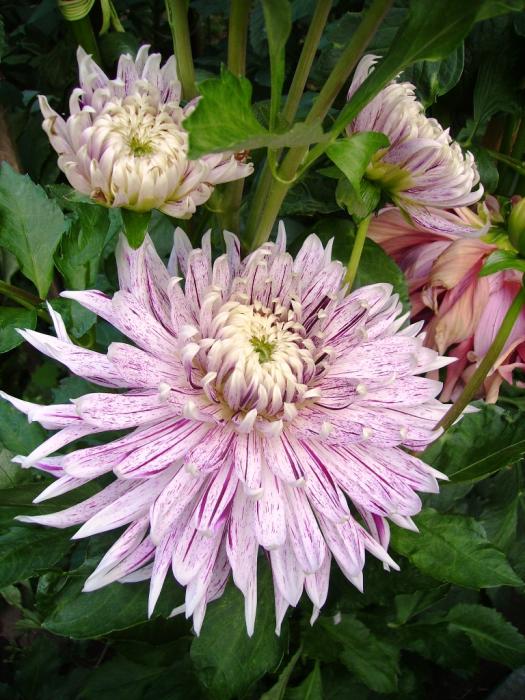 Name:  avignon dahlia.jpg
Views: 1068
Size:  75.8 KB