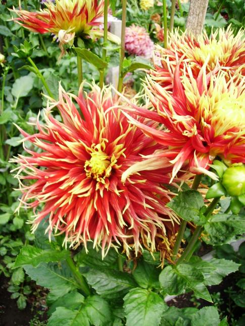 Name:  baja farm dahlia.jpg
Views: 953
Size:  80.8 KB
