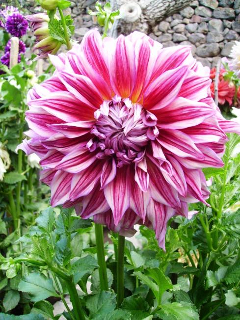 Name:  ekber dahlia.jpg
Views: 931
Size:  79.5 KB