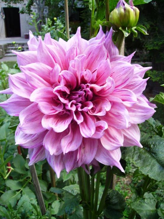 Name:  maki dahlia.jpg
Views: 1366
Size:  75.7 KB
