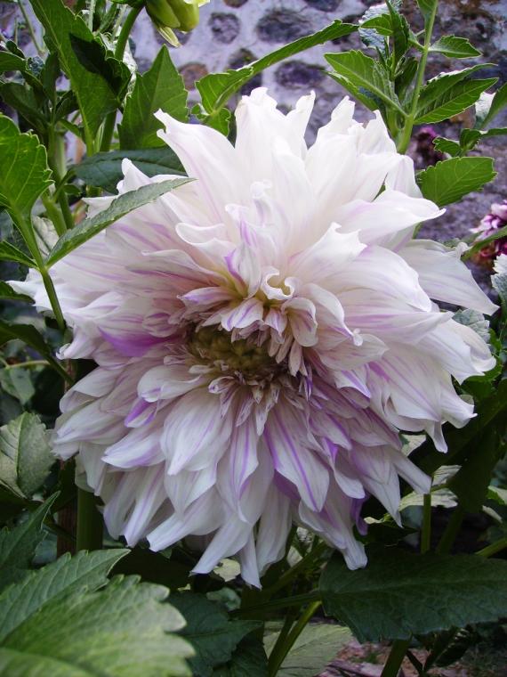 Name:  mooms special dahlia.jpg
Views: 946
Size:  74.3 KB