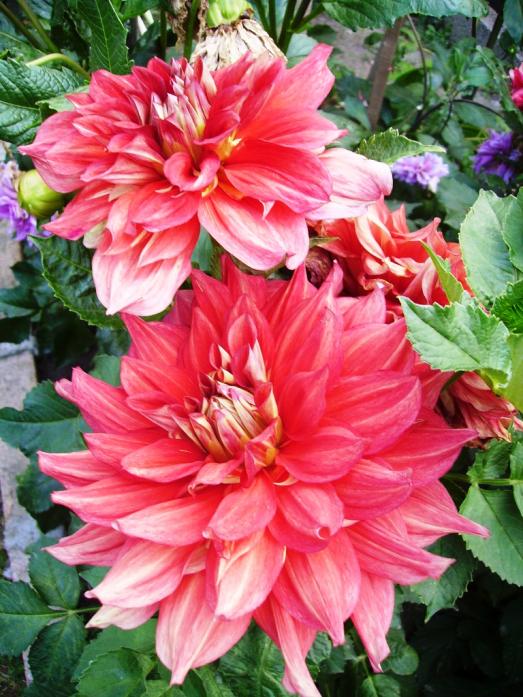 Name:  sun dahlia.jpg
Views: 913
Size:  77.1 KB