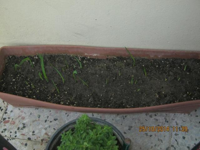 Name:  IMG_0002.jpg
Views: 788
Size:  38.5 KB