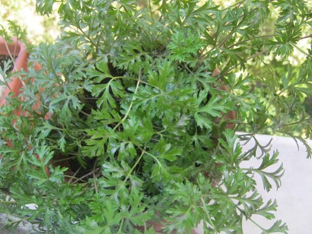 Name:  IMG_0108.jpg
Views: 2336
Size:  67.2 KB