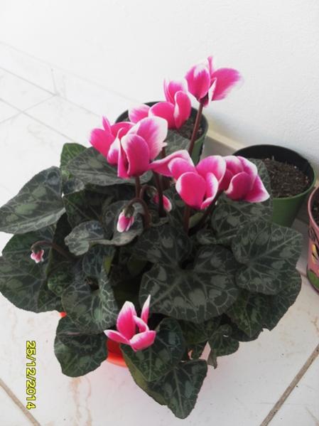 Name:  SDC14851.jpg
Views: 804
Size:  33.1 KB