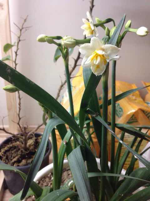 Name:  ImageUploadedByTapatalk1420663549.476618.jpg
Views: 715
Size:  25.8 KB