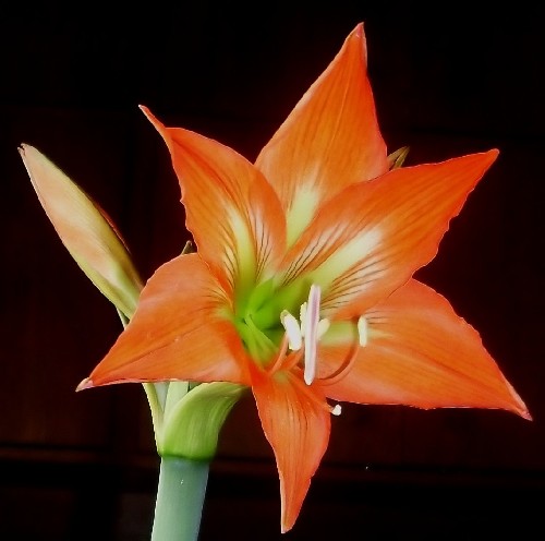 Name:  turuncu_zambak.jpg
Views: 1026
Size:  39.2 KB