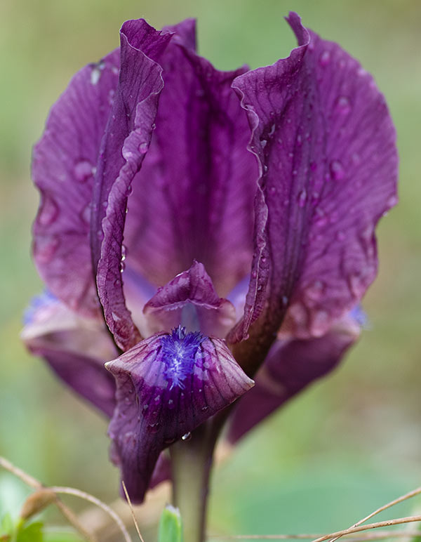 Name:  iris_x.jpg
Views: 8414
Size:  66.5 KB
