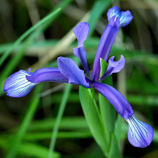 Name:  iris_sintenisii.jpg
Views: 13116
Size:  66.0 KB