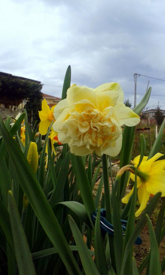 Name:  20150329_160800.jpg
Views: 863
Size:  70.3 KB