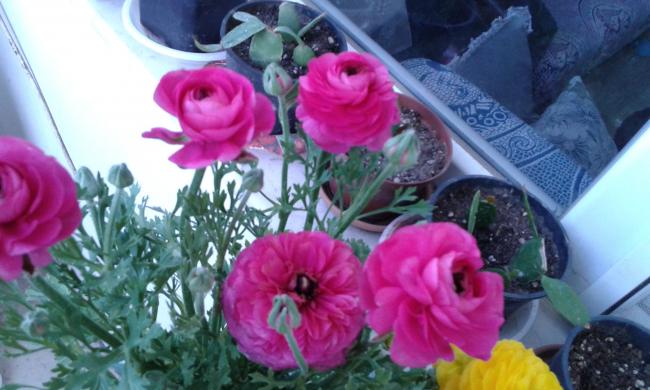 Name:  IMG-20150331-WA0005.jpg
Views: 637
Size:  43.8 KB
