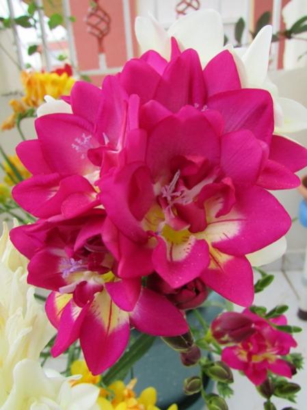 Name:  frezya4.jpg
Views: 955
Size:  37.8 KB