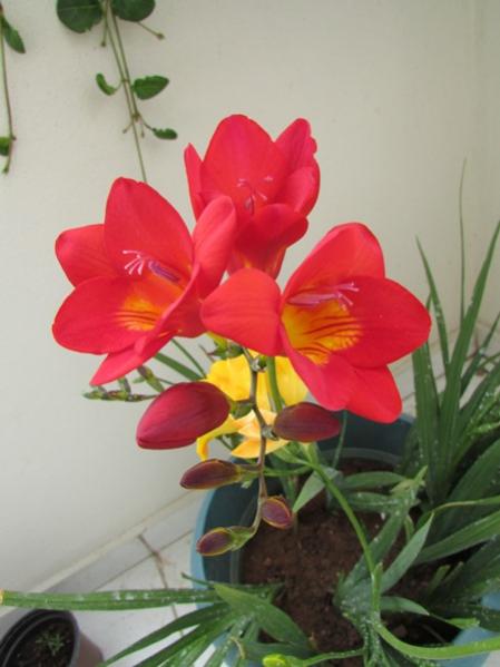 Name:  frezya6.jpg
Views: 876
Size:  31.2 KB
