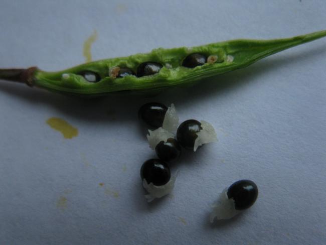 Name:  Lamprocapnos_spectabilis_seeds.jpg
Views: 1304
Size:  24.1 KB