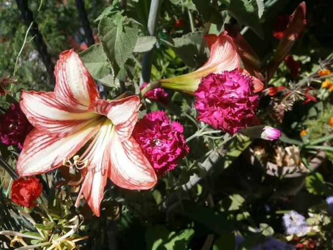 Name:  Hippeastrum.jpg
Views: 959
Size:  64.8 KB