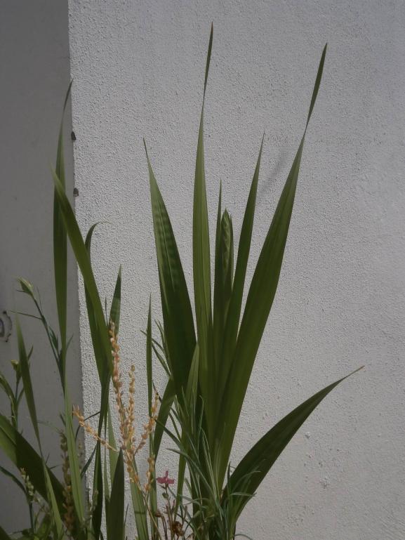 Name:  Gladiolus - Glayl 00.jpg
Views: 1211
Size:  69.2 KB