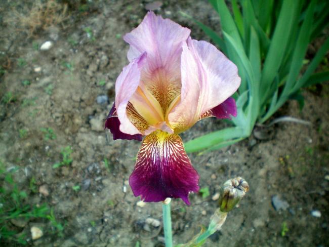 Name:  100_0025.jpg
Views: 463
Size:  49.2 KB
