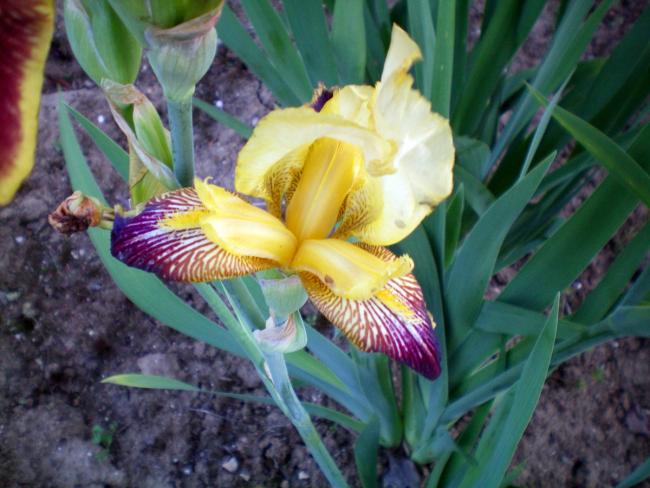 Name:  100_0026.jpg
Views: 494
Size:  49.3 KB