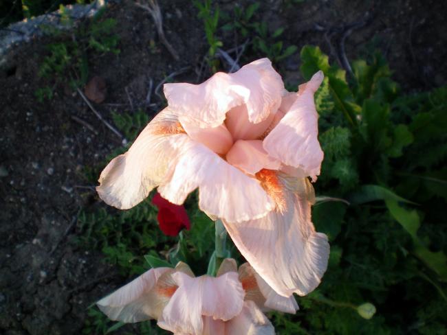 Name:  100_0057.jpg
Views: 491
Size:  41.0 KB