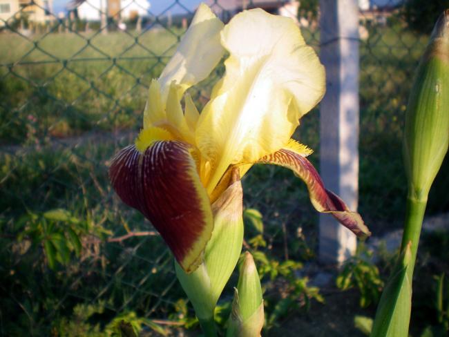 Name:  100_0061.jpg
Views: 467
Size:  44.1 KB