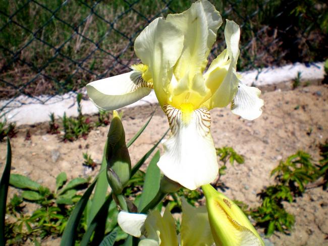 Name:  100_0086.jpg
Views: 536
Size:  58.6 KB