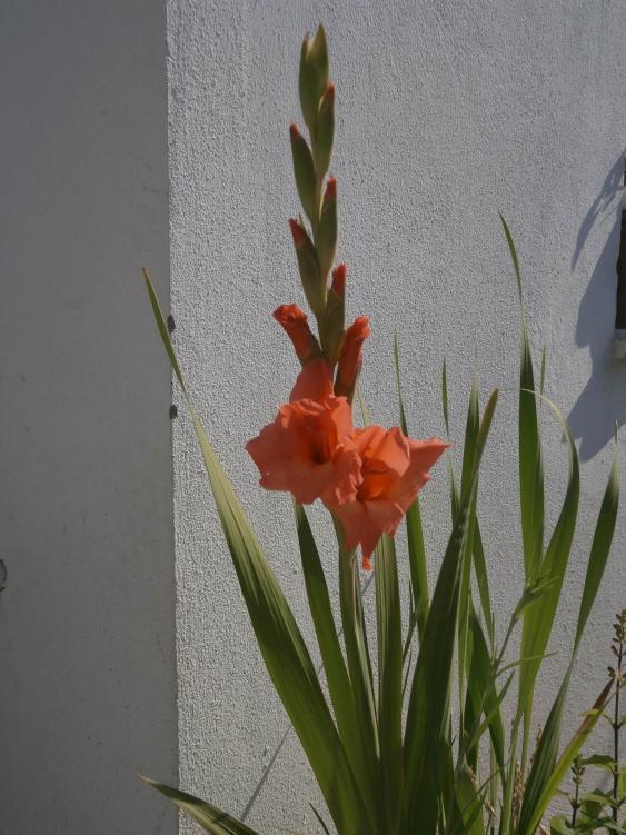Name:  Gladiolus-Glayl 01.jpg
Views: 1201
Size:  68.6 KB