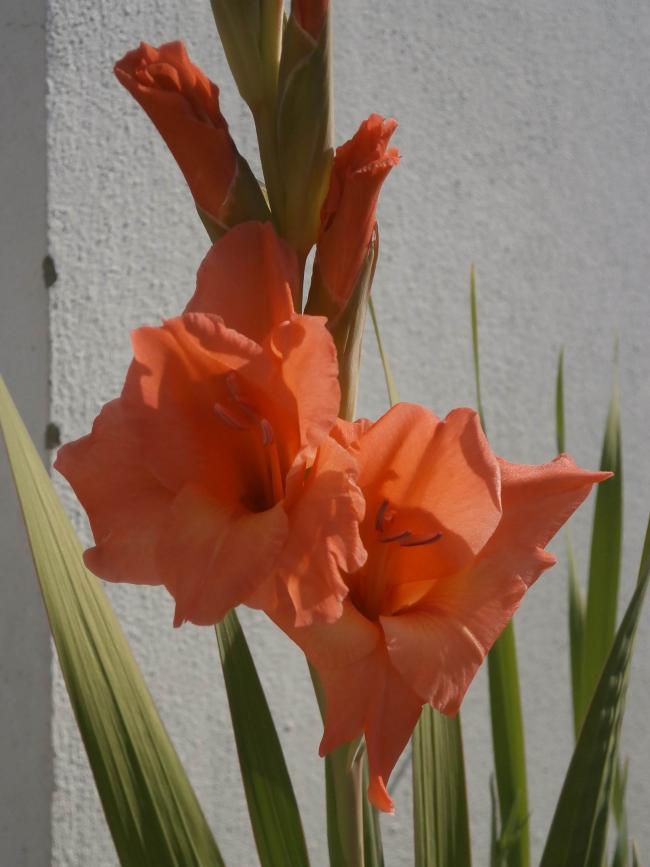 Name:  Gladiolus-Glayl 02.jpg
Views: 1074
Size:  52.8 KB